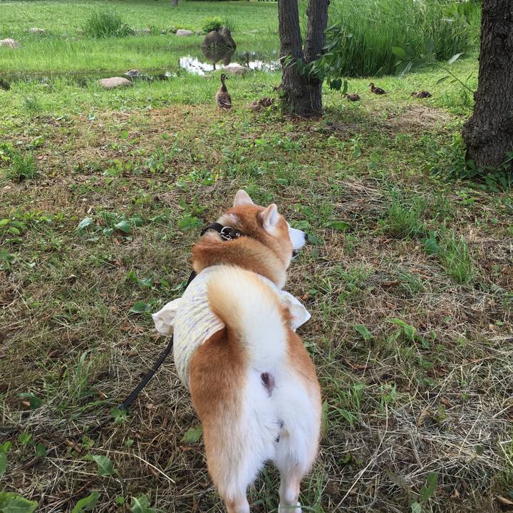 D4059e15 c717 4939 b277 4bbd54eb0dd7 1560381840433