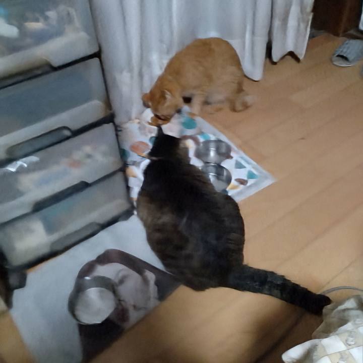 D40aee0e 9e3a 45b0 b14b 4b877ba39fc4 1720994968648