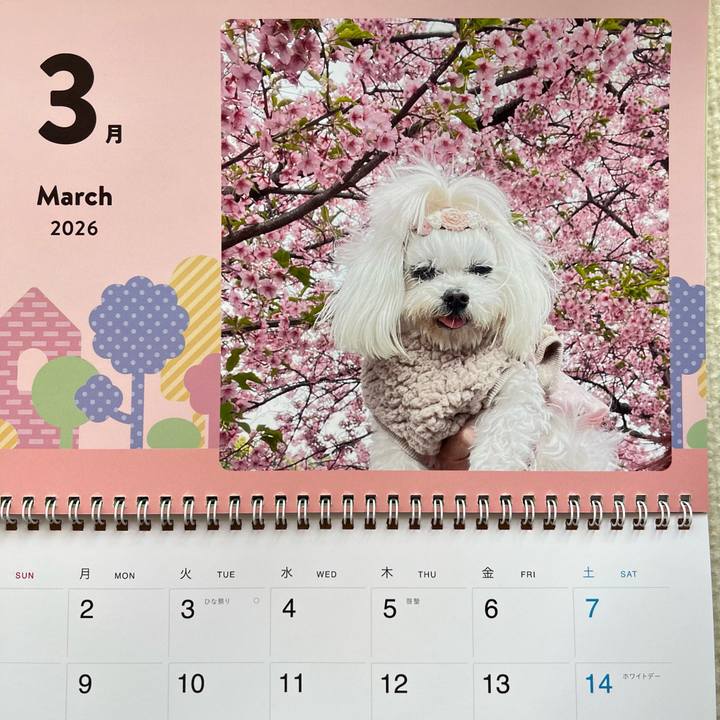 D40cbd84 f032 4ad7 ac4e 5b21a10a02d4 1772344059523