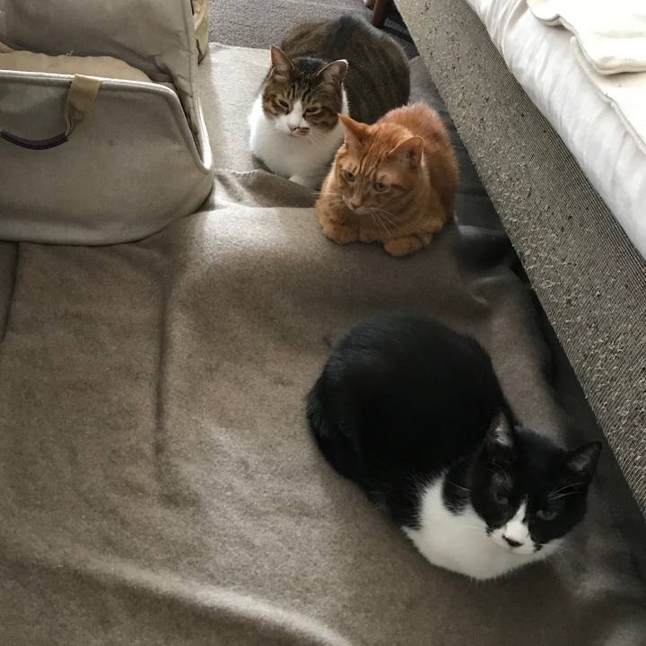 D40e5665 e963 424a a33b 4064c9128b3b 1549559440714