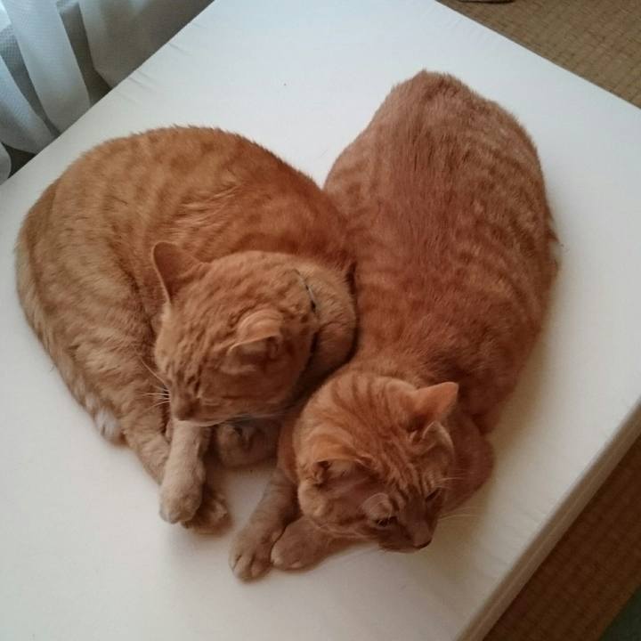 D40fc53a 7e2b 473b 8dec 8745aac5f111 1540628242871