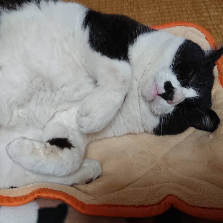 D4107de8 f9a8 4ecd 8da0 410b7d7f9e27 1605270506646