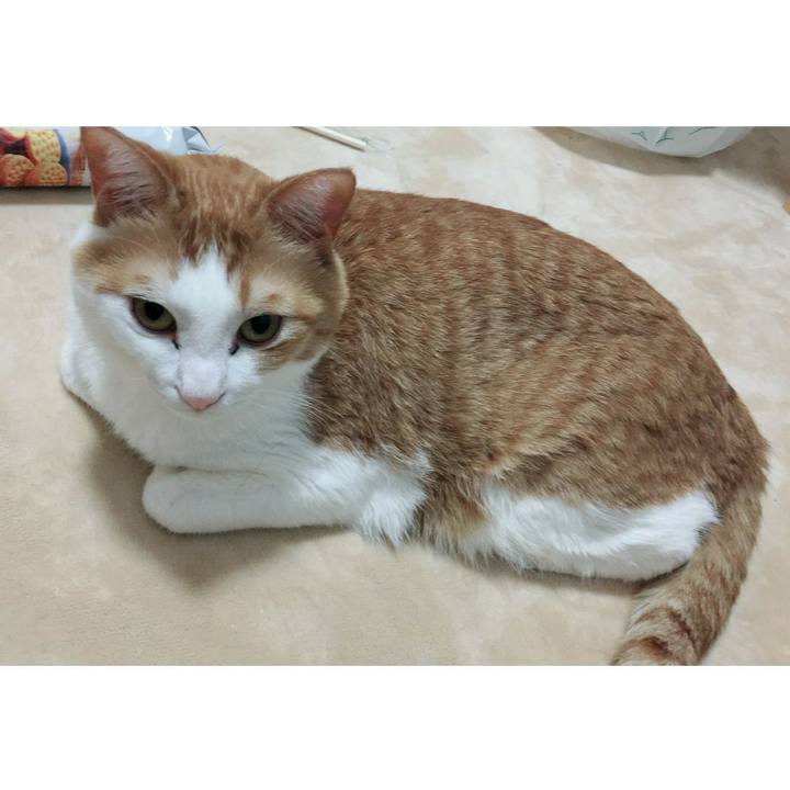 D41129bb 9d2b 4bc2 a755 3cab43b023bb 1526130427222