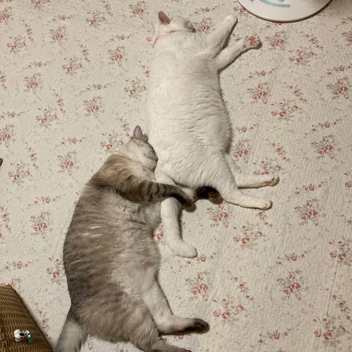 D4127c3e 64a1 4794 87e6 f2746f68d2ad 1660046368880