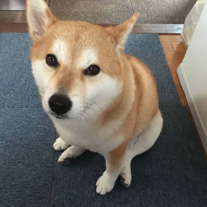 D413bdae 0864 4517 a083 da2674ed1461 1543557017435