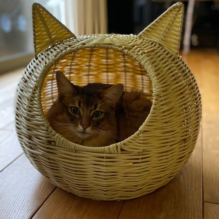 D415333b abc7 42f9 944f b653dcfc95e9 1648807571051