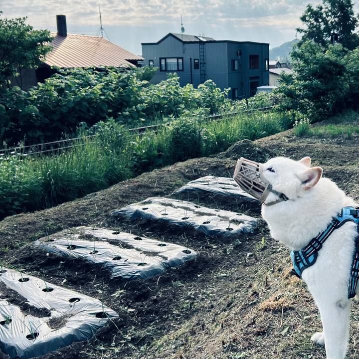 D419ce9c f621 41af a1fa 445902a72fb9 1749768282945