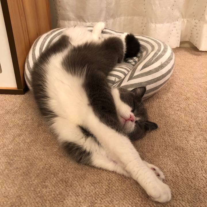 D41dbd49 56a2 4cc4 9f9b c481a615f6a0 1526869415455