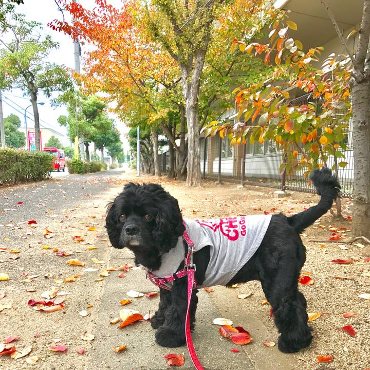 D41fb0f0 0dc2 412b 819f f4a70cb01d29 1542109540236