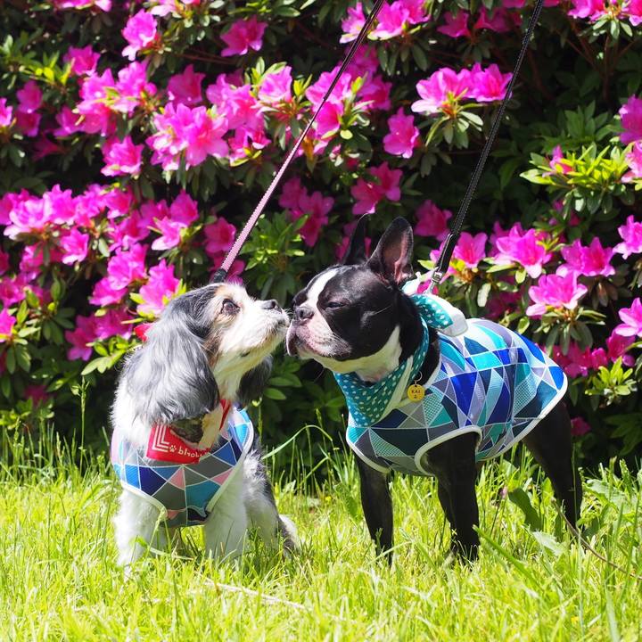 D41fe96c ce2b 4b49 85f5 d456c3041b79 1556950438225