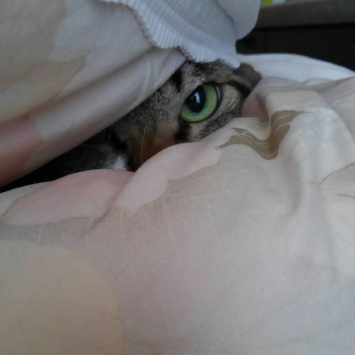 D4216186 f8af 4bc2 9818 6c74fd6aaee0 1515231888697