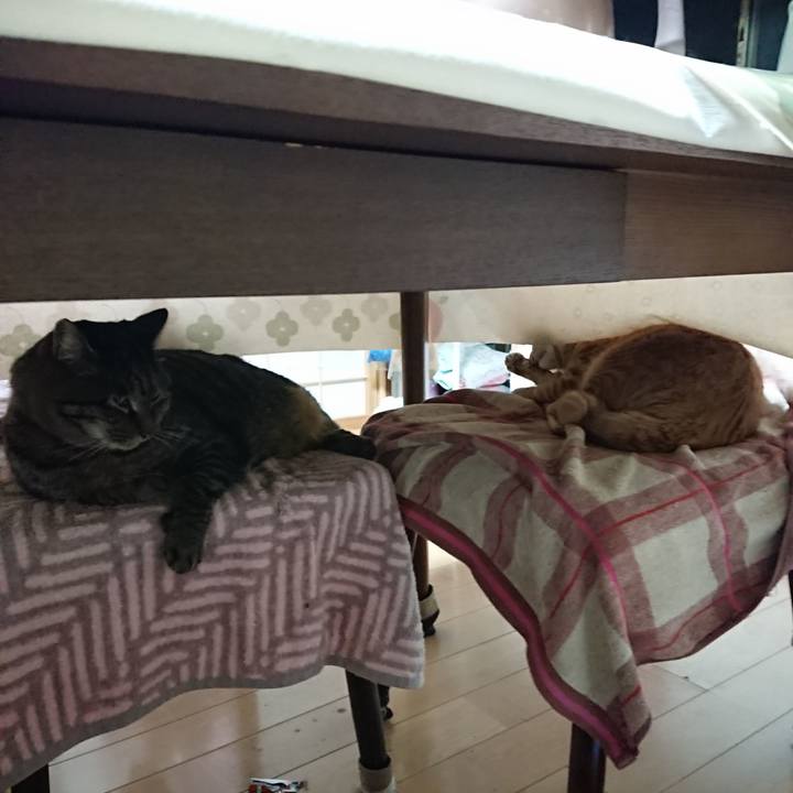 D422a347 434b 435f 8dd6 86da97d4838a 1641165448063