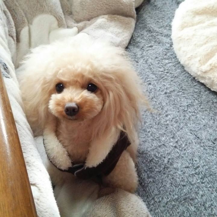 D42f3e3a 97da 4253 ab13 3b0e48c738b2 1514776609188