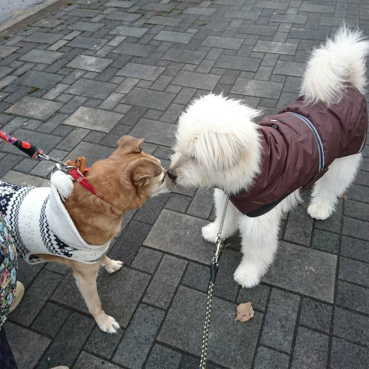 D43153b1 d64e 4f53 bc06 e943a1116bc9 1576576047890