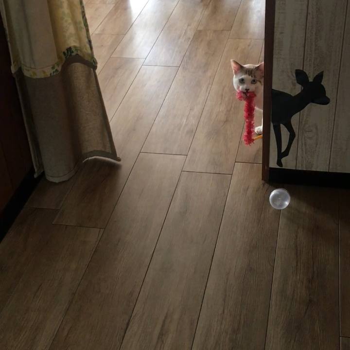 D432085e c019 4ae2 9089 eac355e221ca 1547603713473