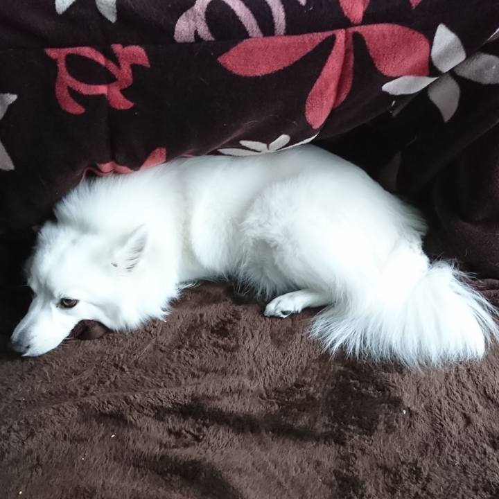 D43372f1 6946 410c 8b55 64b1d78f63ec 1544764123456