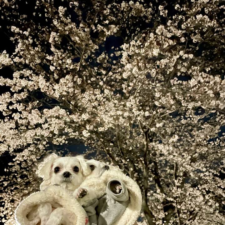 D433af7b 7656 4569 905b 9029259ea211 1616590437688