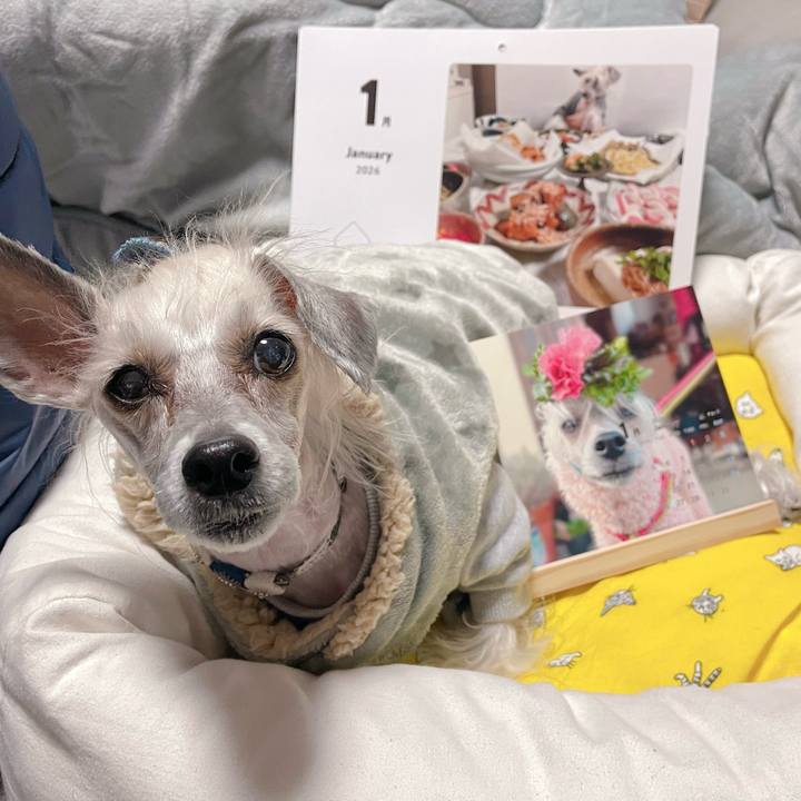 D433e73c 6a58 45aa a56b 677395d8a2a4 1767419110916