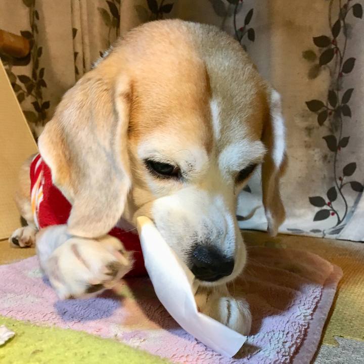 D4365fd8 3197 4422 84b1 ba01612d3cd0 1545490001096