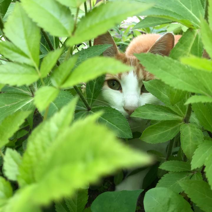 D4381033 d202 4263 ae0e de6c76c7b837 1527035940491