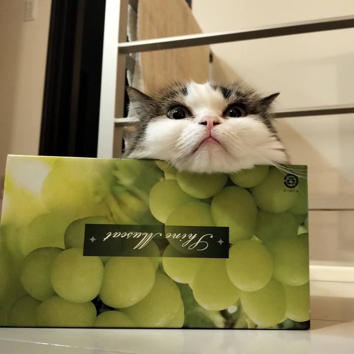 D4398360 a80d 4824 ad41 5d9a7aab0d3f 1760270645760