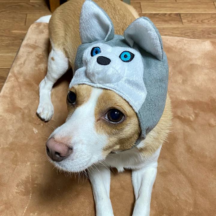 D43a15f8 c5ef 47f1 a837 c7fe247511ff 1605845403764