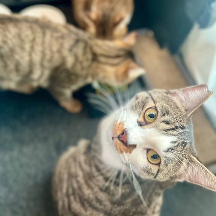 D43a6d38 3e90 4080 a778 6f24e6804ee6 1765116163267