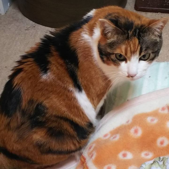 D43ad1ea bf64 40c1 bf76 9c3f81fde42e 1549065460581