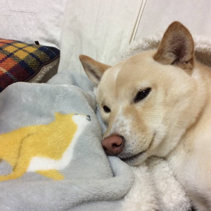 D43bceff ba7f 4e11 bfd4 afe5546de7ca 1516192403795