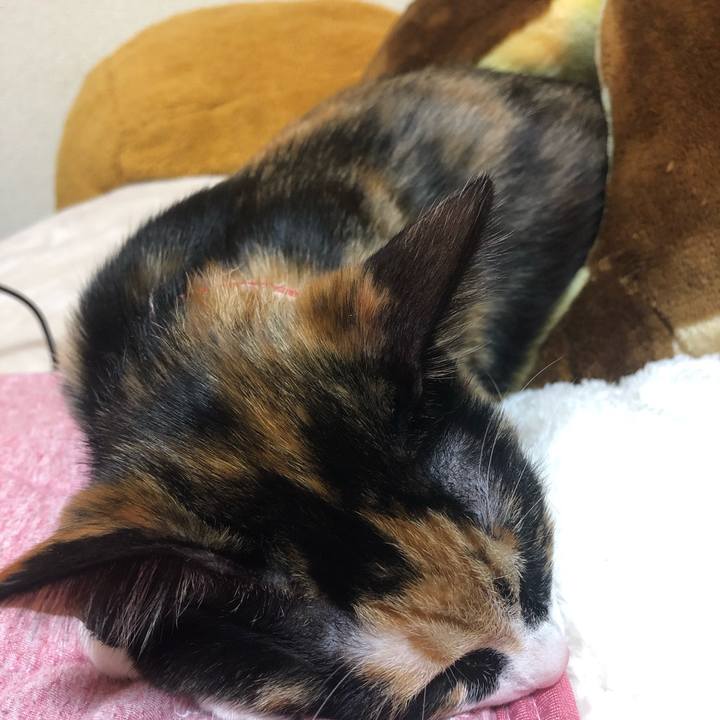 D43cc8ae 9431 4a62 aeb8 47c1348c458f 1550816097825