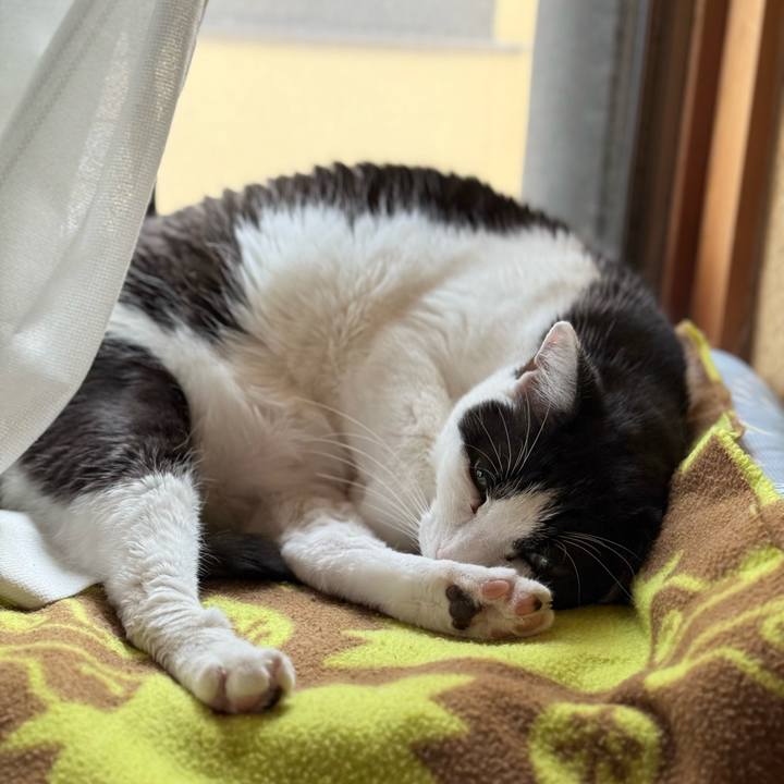 D43fd877 b9f1 4f28 8c14 d918b81dc8d1 1763257291146