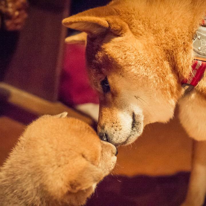 D440266c ff45 46e0 ab1f cdd8925f8cf8 1509172111619