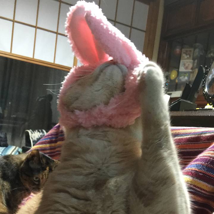 D441e40d 99f4 4688 a434 aa5e9cc0cbf0 1544356571570