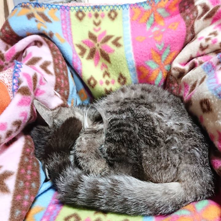 D442edd5 b00e 48da 8816 82685ad41421 1585453801813