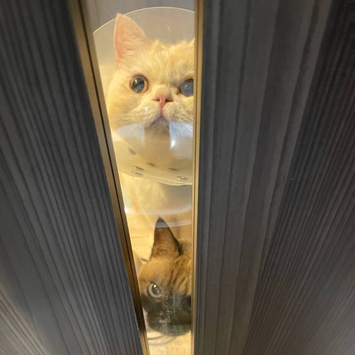 D443c35a 38d8 4fb2 9f5f b9e1d4dfc51a 1762594777493