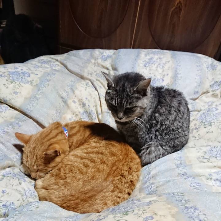 D444e623 b867 4a52 8f65 d78ff83f3d62 1576409011252