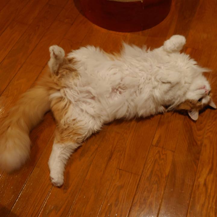 D44a3bcc 88ee 4976 92bf 8437e4b4e06f 1692717573140