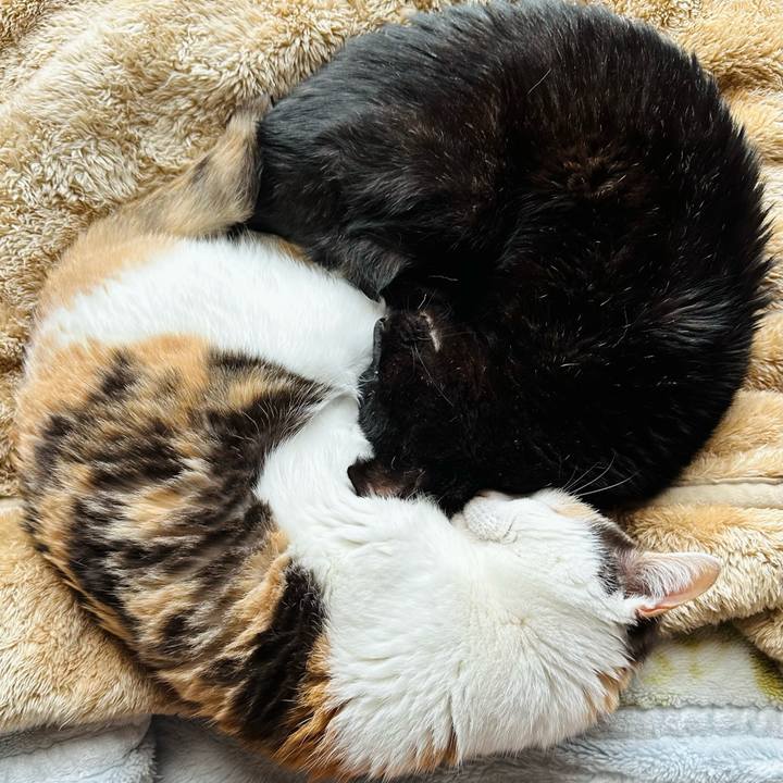 D44c92fb 5693 4562 ba75 30649378ddec 1709689499022