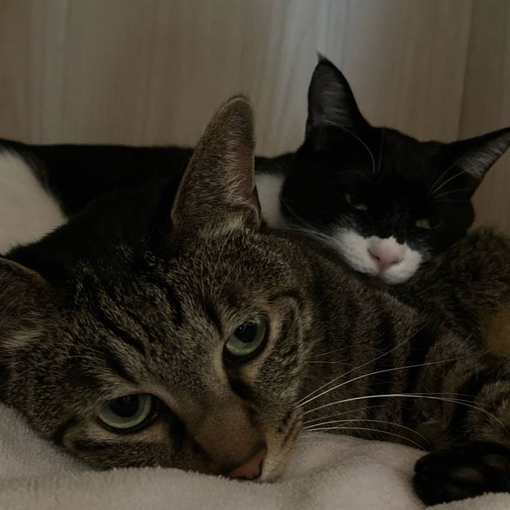 D44d8687 858f 456e 9de2 e5f841e5caa2 1618967989918