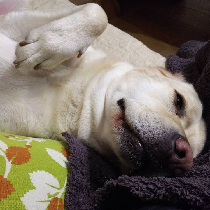 D44df5c0 e4cc 4374 bcdd 388c507021ce 1541408485553