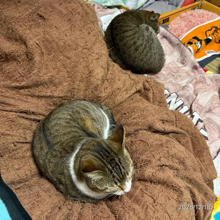 D450c7ba 2238 43ea 849f 778a0b3a63a3 1766009865843