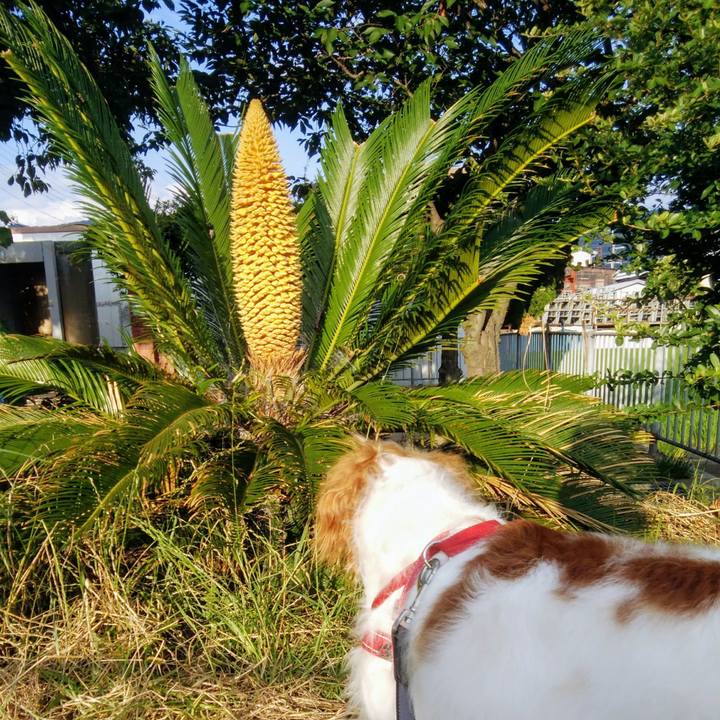 D4535081 1622 40ef 87f1 0de091157dfc 1562500720799