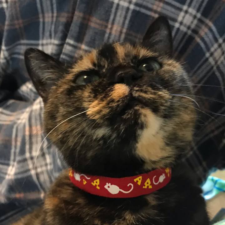 D455bddf 1dec 4d11 a072 2d0a4bee30ce 1575082356872