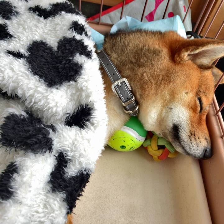 D455f911 35fd 4d8f 86b6 9ce92b09388c 1517825631847