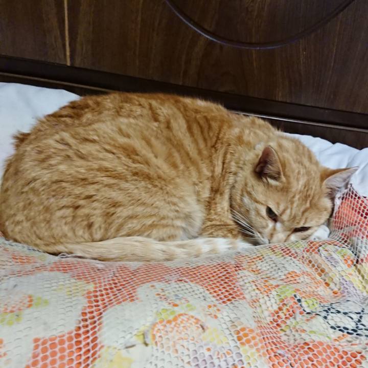 D4585dcb f8fd 4b82 8c06 de3fd4e6d4b4 1586088840424