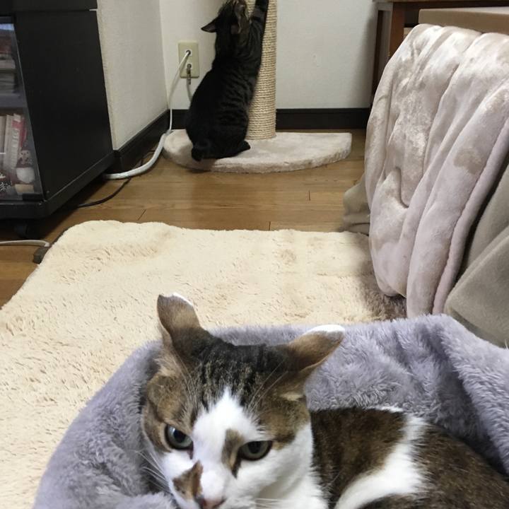 D45dc7d1 76a6 404e ae03 77035de53269 1552702385710