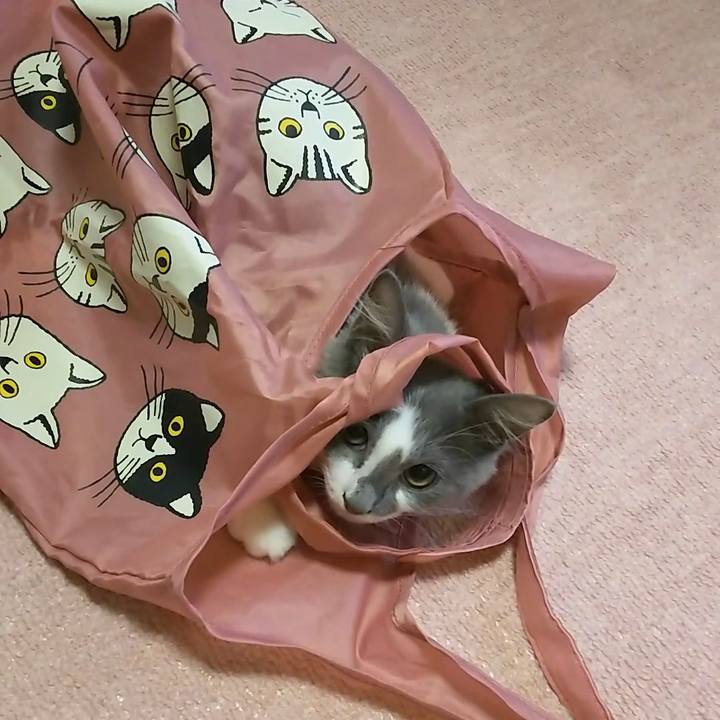 D4603959 379f 49cc 91b1 a9fc94aef88e 1566340771577