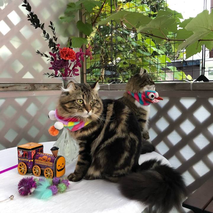 D460c280 b733 40ab be9b 0e1fb30fa47f 1574116344586