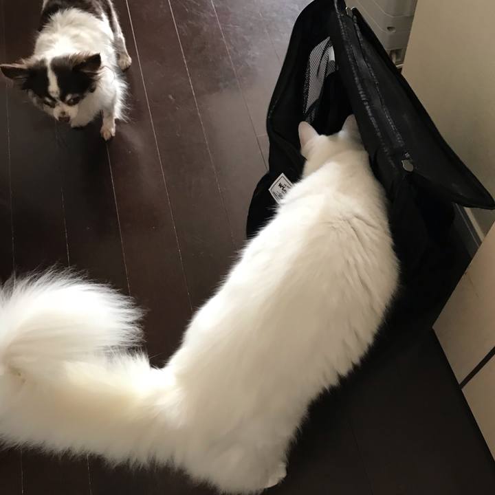 D4680a95 3e66 495f 8d2c b9f9c25241b0 1542442515019