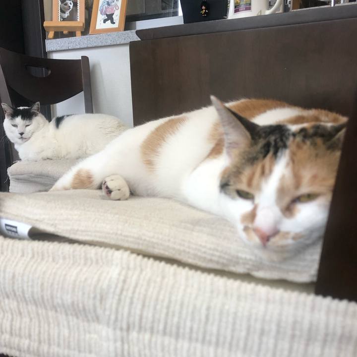 D468e4fa e533 4a9c ab16 4de573c9a9d1 1587684739907